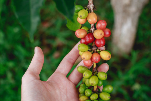 The Best Coffee Beans All About Coffee