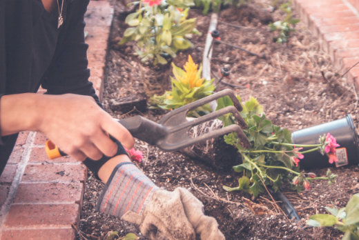 How to use leftover coffee grounds in the garden